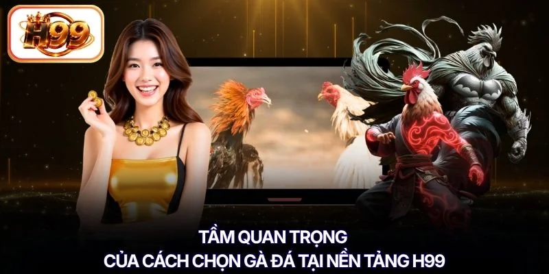 Tầm quan trọng của cách chọn gà đá tại nền tảng H99